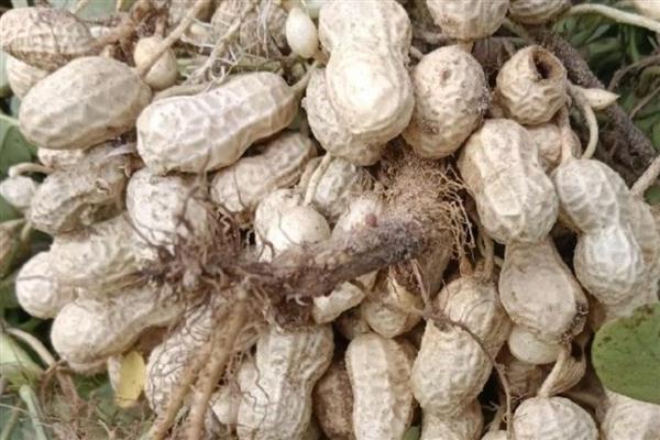 花生几月份成熟，地膜花生和露地花生一般在8-10月份收获