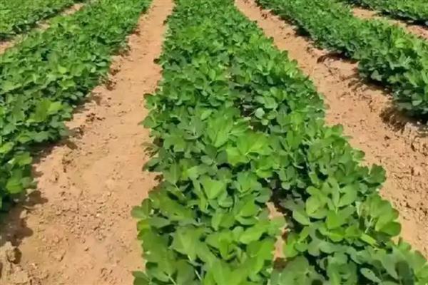 花生几月份成熟，地膜花生和露地花生一般在8-10月份收获