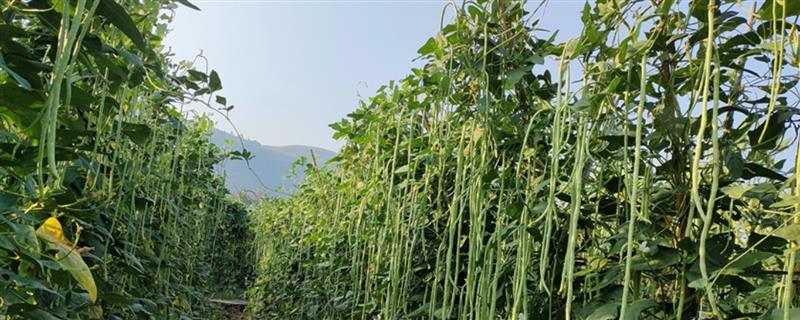 怎么种植豇豆，穴播覆土或撒播覆膜