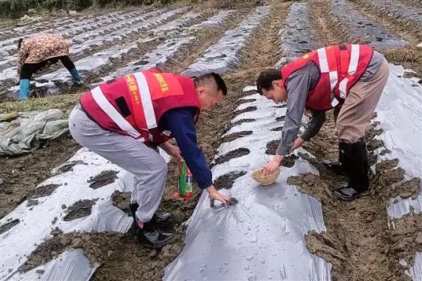 怎么种植豇豆，穴播覆土或撒播覆膜