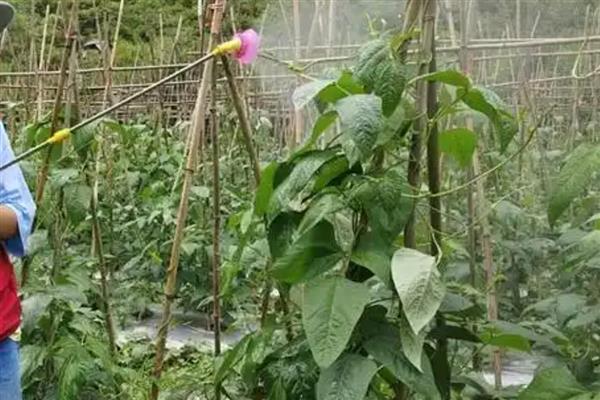 怎么种植豇豆，穴播覆土或撒播覆膜