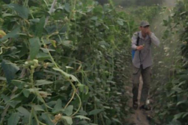 怎么种植豇豆，穴播覆土或撒播覆膜