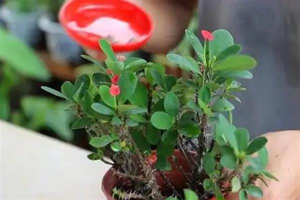 虎刺梅的养殖方法，施肥通常每月1-2次