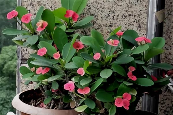 虎刺梅的养殖方法，施肥通常每月1-2次