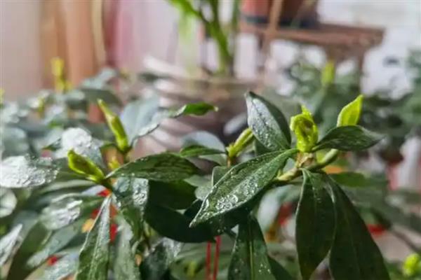 防治栀子花病虫害的方法，发生腐烂病可涂抹石硫合剂