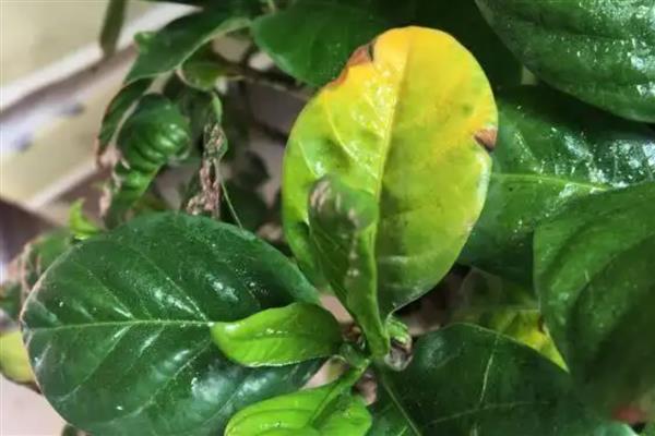防治栀子花病虫害的方法，发生腐烂病可涂抹石硫合剂