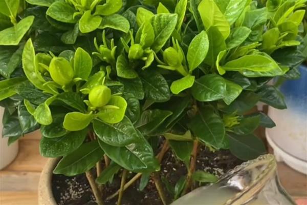 防治栀子花病虫害的方法，发生腐烂病可涂抹石硫合剂