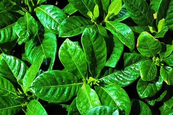 防治栀子花病虫害的方法，发生腐烂病可涂抹石硫合剂