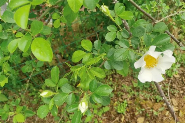金樱子是指哪个部位，花朵和果实都是金樱子