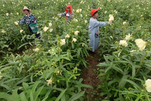 黄秋葵与红秋葵有什么区别，前者以熟吃为主、后者以生吃和凉拌为主