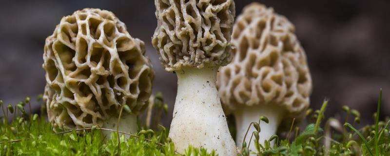 羊肚菌的生长要求，温度达到8-15℃才能生长