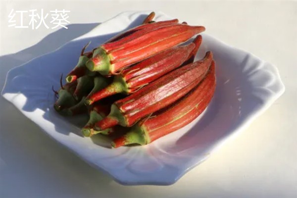 黄秋葵与红秋葵有什么区别，前者以熟吃为主、后者以生吃和凉拌为主