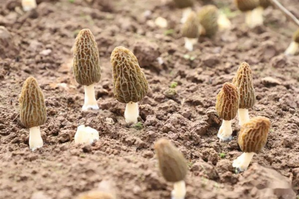 羊肚菌的生长要求，温度达到8-15℃才能生长
