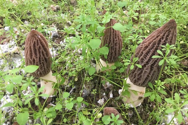 羊肚菌的生长要求，温度达到8-15℃才能生长