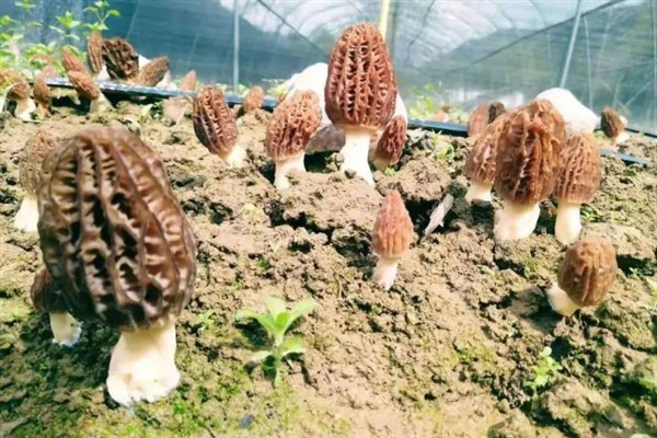 羊肚菌的生长要求，温度达到8-15℃才能生长