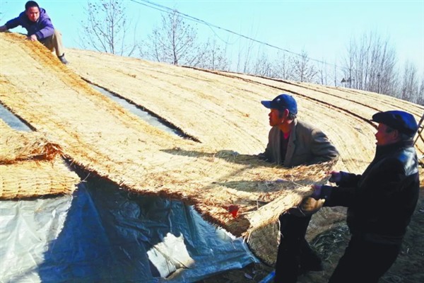 雪后冬季作物的田间管理措施，需及时采收、抢收