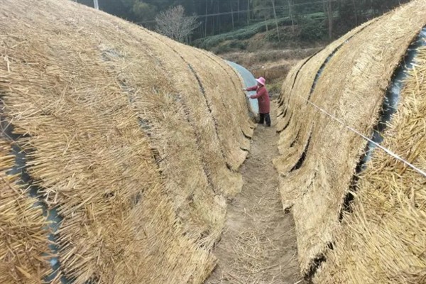 雪后冬季作物的田间管理措施，需及时采收、抢收