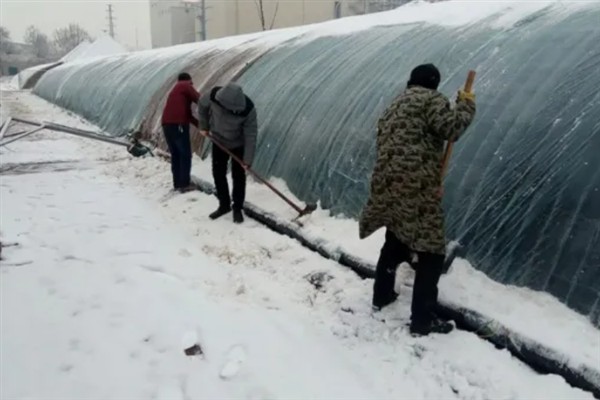 雪后冬季作物的田间管理措施，需及时采收、抢收