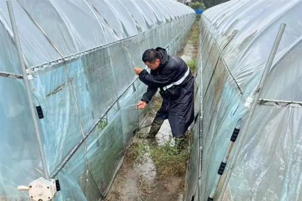 雪后冬季作物的田间管理措施，需及时采收、抢收