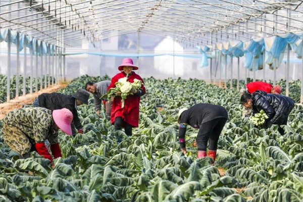 雪后冬季作物的田间管理措施，需及时采收、抢收