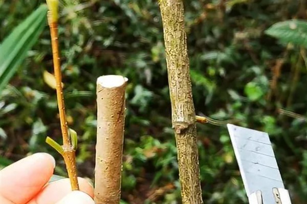 树木如何架接，一般在2-3月份进行