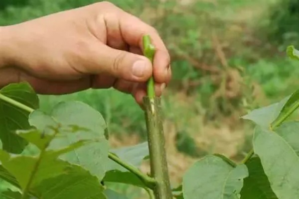树木如何架接，一般在2-3月份进行