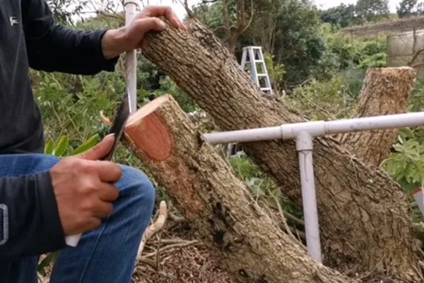 树木如何架接，一般在2-3月份进行