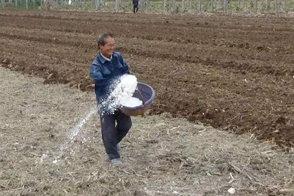 种豆角的方法，2-3月份播种为佳