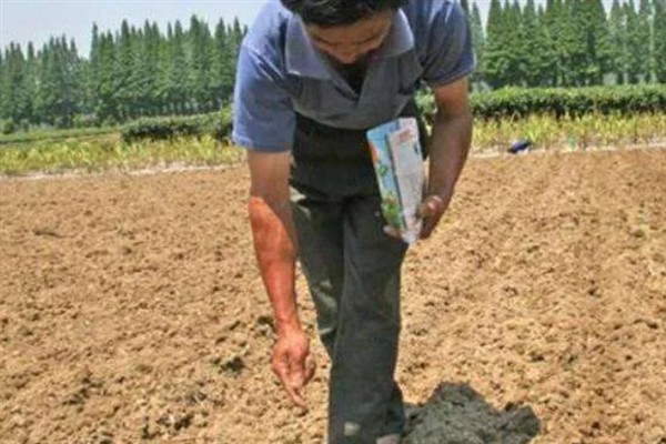 种豆角的方法，2-3月份播种为佳