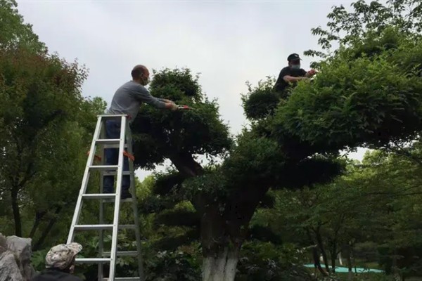 树木如何架接，一般在2-3月份进行