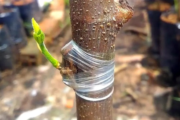 树木如何架接，一般在2-3月份进行