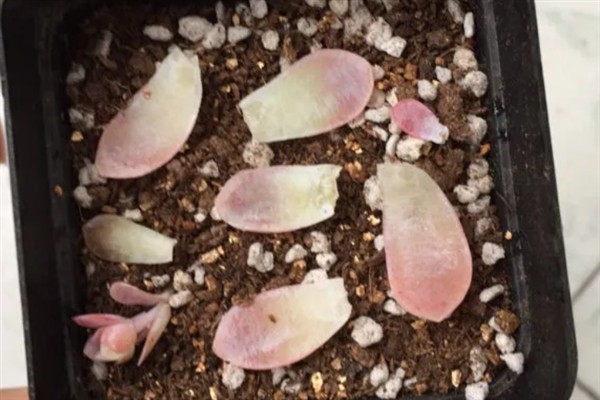 种植冰莓要不要用深盆，花盆过小、过浅会阻碍生长