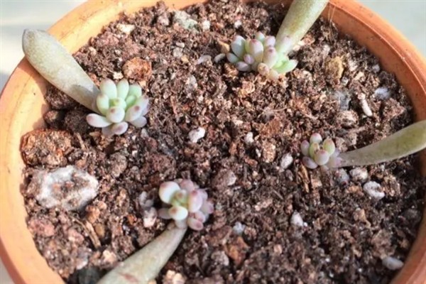 种植冰莓要不要用深盆，花盆过小、过浅会阻碍生长