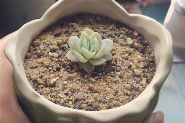 种植冰莓要不要用深盆，花盆过小、过浅会阻碍生长