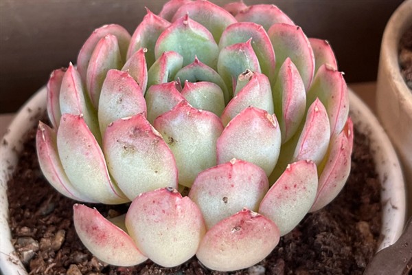种植冰莓要不要用深盆，花盆过小、过浅会阻碍生长