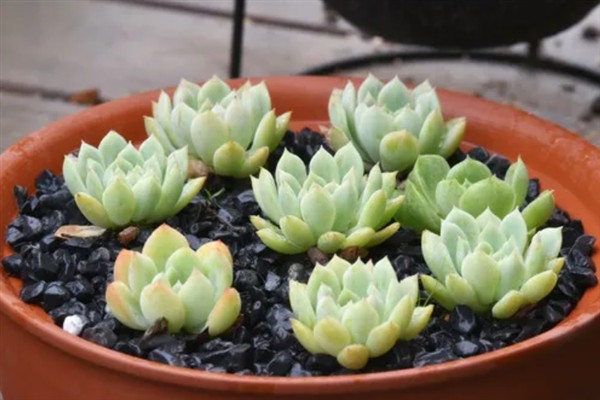 种植冰莓要不要用深盆，花盆过小、过浅会阻碍生长