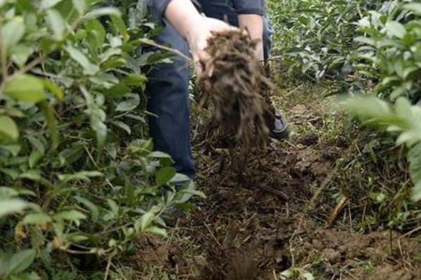 大豆的追肥方法，结荚期可喷施钼酸铵等肥料