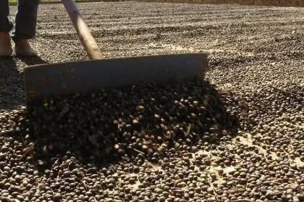大豆的追肥方法，结荚期可喷施钼酸铵等肥料