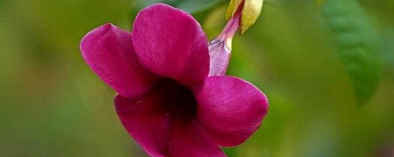 紫蝉花怎么养殖，春秋季节每隔半个月追肥一次