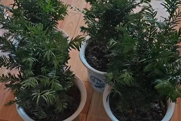 红豆杉的养殖方法，施肥时不要靠着植株的根系