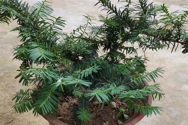 红豆杉的养殖方法，施肥时不要靠着植株的根系
