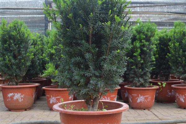 红豆杉的养殖方法，施肥时不要靠着植株的根系