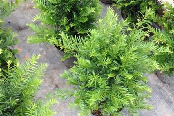 红豆杉的养殖方法，施肥时不要靠着植株的根系