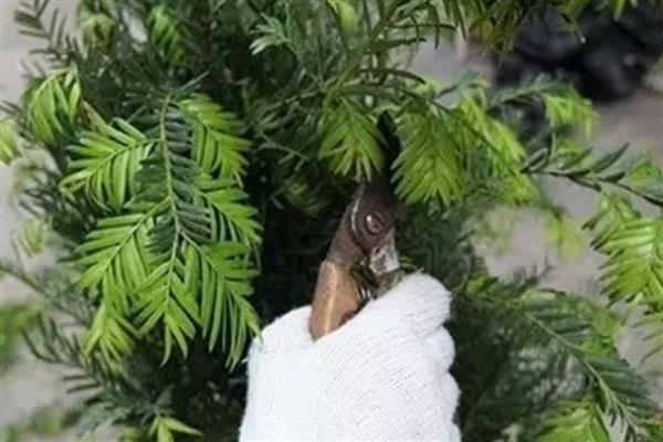 红豆杉的养殖方法，施肥时不要靠着植株的根系