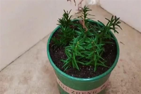 红豆杉的养殖方法，施肥时不要靠着植株的根系