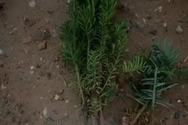 红豆杉的养殖方法，施肥时不要靠着植株的根系