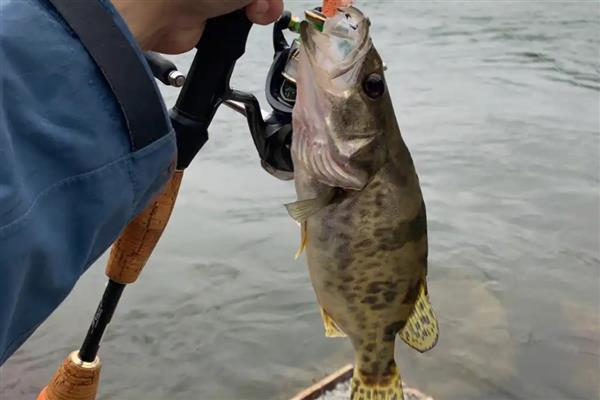 钓鳜鱼的技巧，在水流湍急、水底有岩石的地方作钓