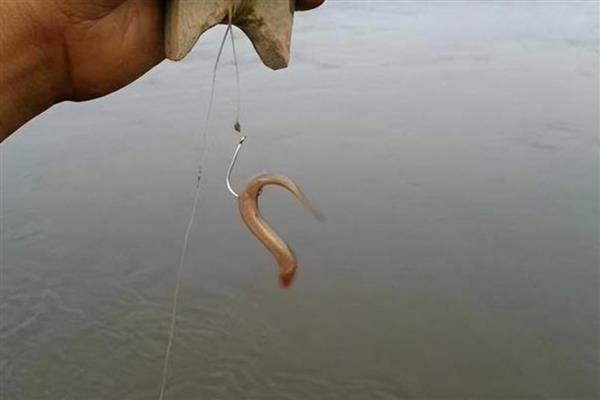钓鳜鱼的技巧，在水流湍急、水底有岩石的地方作钓