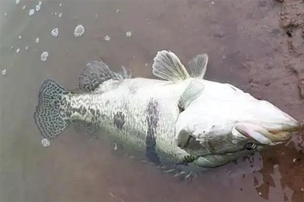 钓鳜鱼的技巧，在水流湍急、水底有岩石的地方作钓