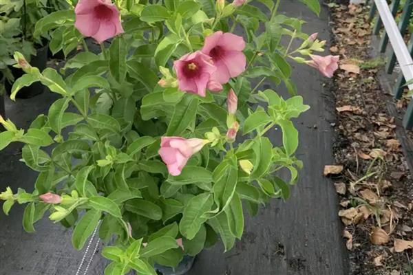 紫蝉花怎么养殖，春秋季节每隔半个月追肥一次